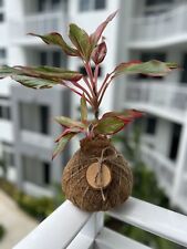 Aglaonema kokedama plants for sale  Miami