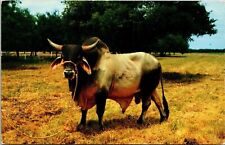 Brahman bull charolaise for sale  Sparta