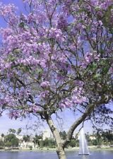 Usado, 300 semillas de árbol de jacaranda impresionante árbol con flores segunda mano  Embacar hacia Argentina