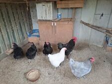 Jersey giant hens..hatching for sale  HULL