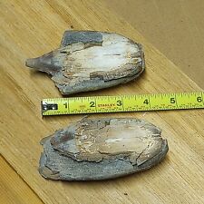Woolly mammoth tooth for sale  Kalispell