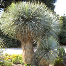 Yucca rostrata seeds for sale  GODALMING