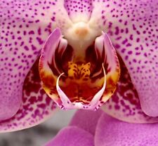 Phalaenopsis perfect pink for sale  Shipping to Ireland