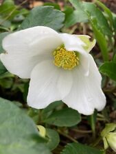 Three white hellebore for sale  Shipping to Ireland