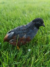 12 Chinese Painted /King Quail hatching eggs. Fast & free 24hr Postage  for sale  NEWRY