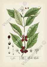 Antique botanical print for sale  HASLEMERE