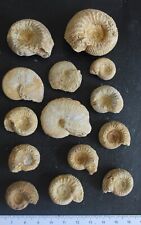 Ammonites fossiles bajocien d'occasion  Moyon