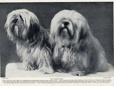 Lhasa apso named for sale  COLEFORD