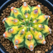 5cm gymnocalycium anisitii for sale  Shipping to Ireland