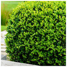 Common box buxus for sale  Shipping to Ireland