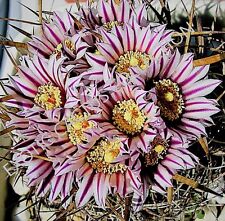 RARE STENOCACTUS ERECTOCENTRUS echinofosulocactus cactus exotic cacti  10 SEEDS for sale  Shipping to South Africa