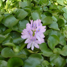 Water hyacinth beautiful for sale  Crawfordville