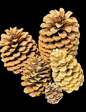art pine projects cones for sale  Topeka