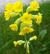 Primula veris cowslip for sale  Shipping to Ireland