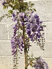 Wisteria sinensis plant for sale  SOUTHAMPTON
