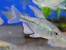 Diamond tetra fish for sale  HAYWARDS HEATH