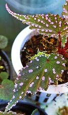 Begonia gracilicyma rare for sale  BOURNEMOUTH