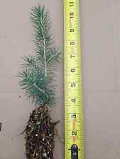 Pack norway spruce for sale  Clearfield