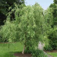 Fresh corkscrew willow for sale  American Fork