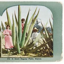 Tarjeta Mexicana Gigante Planta Maguey Stereoview c1905 Niños México Agave Niños G948 segunda mano  Embacar hacia Mexico