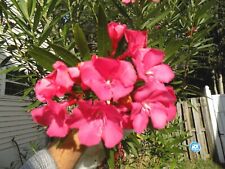 Red flowered oleander for sale  Beachwood