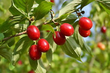 Cornus mas cornelian for sale  Albany