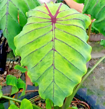 Used, Colocasia Cleopatra esculenta species New HB Elephant ear Free Phyto Cert for sale  Shipping to South Africa