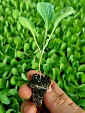 Collard greens cabbage for sale  PRESTON