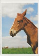Horse postcard groh usato  Spedire a Italy
