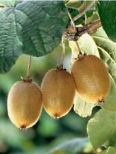 Usado, Kiwi fruta groselha chinesa 120 - 5000 sementes Actinidia chinensis videira verde comprar usado  Enviando para Brazil