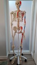 Scientific human anatomy for sale  HALESOWEN