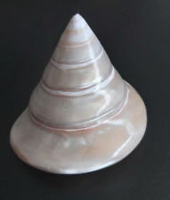 Vintage conch shell for sale  STOCKTON-ON-TEES
