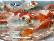goldfish starter kit for sale  CREWE
