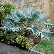 Mexican blue palm for sale  San Francisco