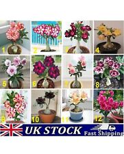Desert rose seeds for sale  Shipping to Ireland