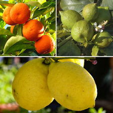 Orange lemon lime for sale  PETERBOROUGH