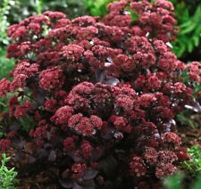 Sedum purple emperor for sale  IPSWICH