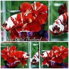 Betta fish giant for sale  Shipping to Ireland