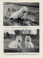 WESTIE  WEST HIGHLAND WHITE TERRIER THREE NAMED DOGS OLD VINTAGE 1934 DOG PRINT usato  Spedire a Italy