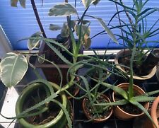 Aloe arborescens bio gebraucht kaufen  Mannheim