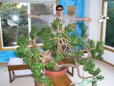 Largest indoor jade for sale  Seattle