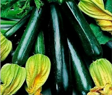 Zucchini samen black gebraucht kaufen  Parey