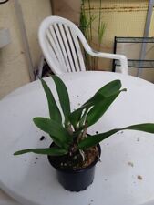 Cattleya dowiniana seltene gebraucht kaufen  Rheinau