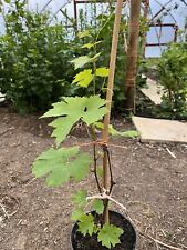 Grape vine pot for sale  NUNEATON