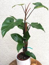 red philodendron emerald gebraucht kaufen  Koblenz-Karthause