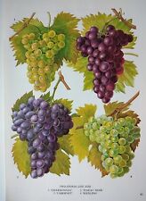 Wine grapes vintage for sale  BIRKENHEAD