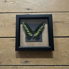 Framed taxidermy butterfly for sale  SITTINGBOURNE