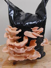 Mushroom growing kit for sale  ROSS-ON-WYE