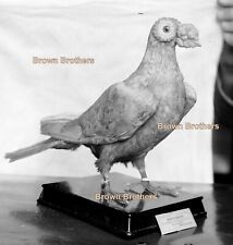 homing pigeon racing for sale  Warren