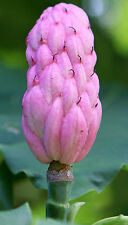 Magnolia tripetala umbrella for sale  GLOUCESTER